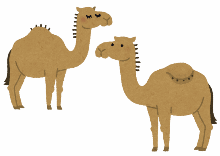 animals-predators-camels